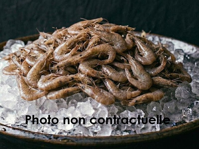 Crevette grise
